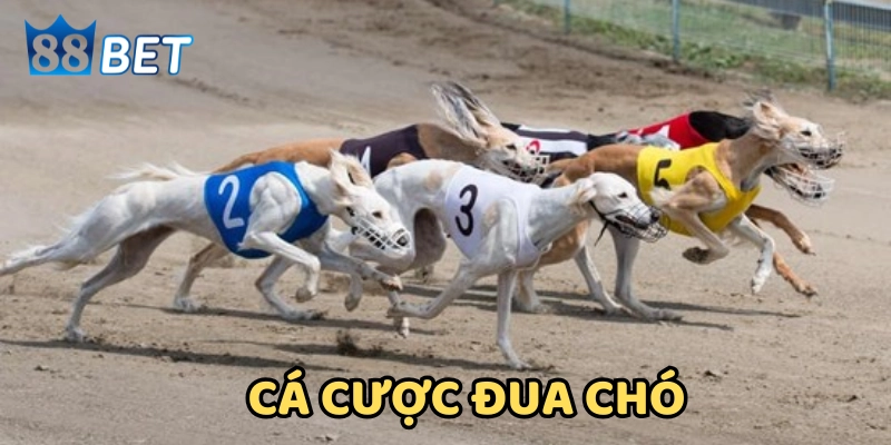 Kinh Nghiệm Cá Cược Đua Chó –  Tay Cược Lâu Năm Chia Sẻ
